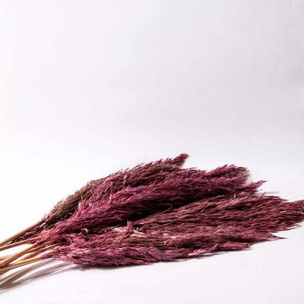 ESQ Living Pampas Dried Bunch - Rouge - Modern Quests