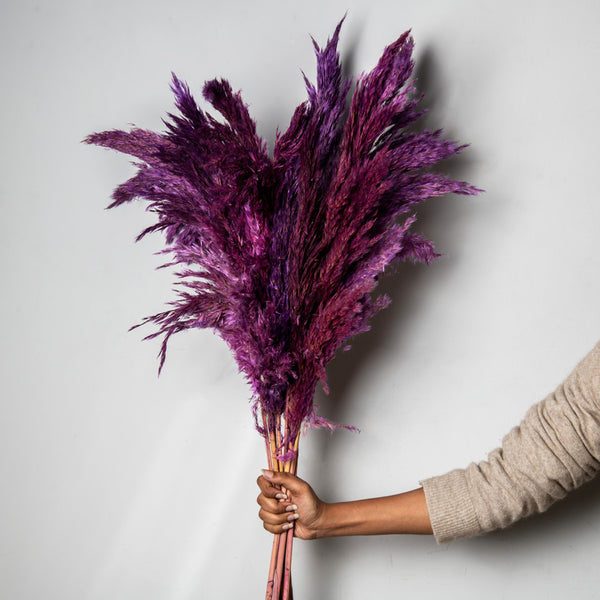 Pampas Dried Bunch - Amethyst