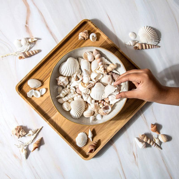 ESQ Living Decorative Sea Shells - Brown & White