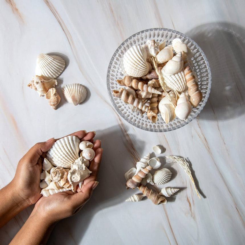 ESQ Living Decorative Sea Shells - Brown & White
