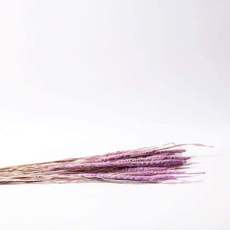 ESQ Living Millet Dried Bunch - Light Purple