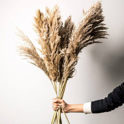 ESQ Living Pampas Dried Bunch - Natural - Modern Quests