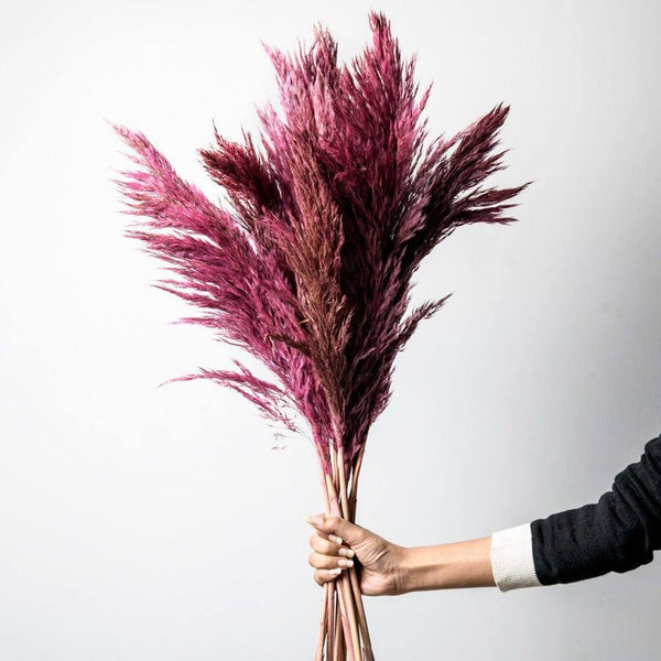 ESQ Living Pampas Dried Bunch - Rouge