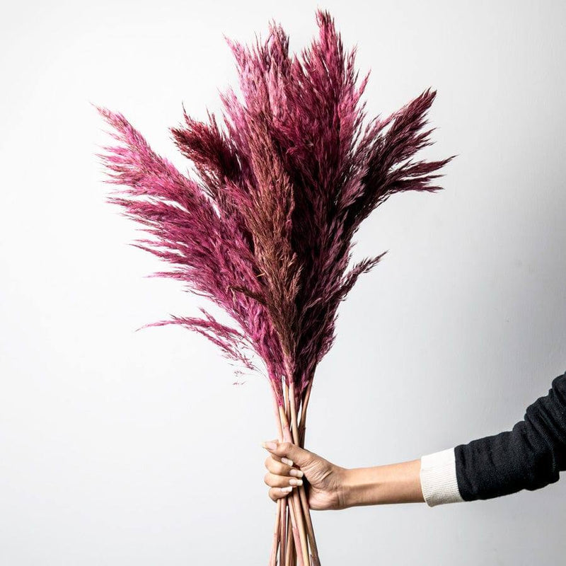 ESQ Living Pampas Dried Bunch - Rouge - Modern Quests
