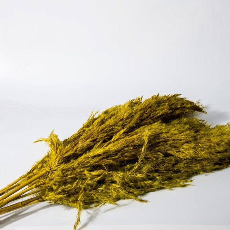 ESQ Living Pampas Dried Bunch - Yellow - Modern Quests