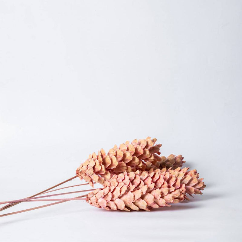 ESQ Living Pines Dried Stems - Pink - Modern Quests