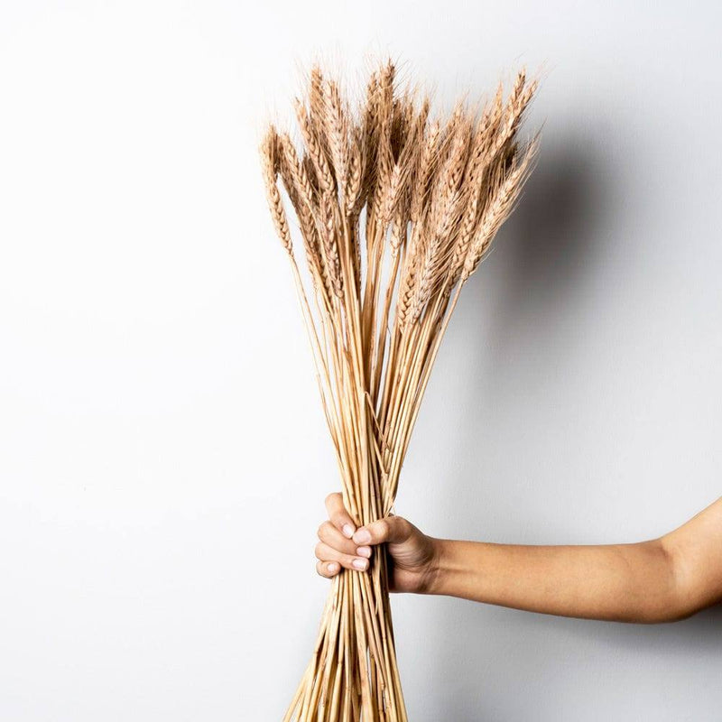 ESQ Living Wheat Grass Dried Bunch - Light Brown - Modern Quests