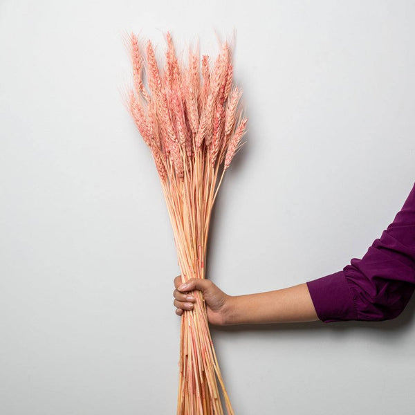 ESQ Living Wheat Grass Dried Bunch - Pink - Modern Quests