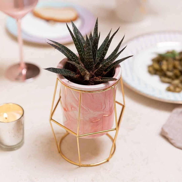 Isaaka Ceramic Hexagon Planter - Pink - Modern Quests