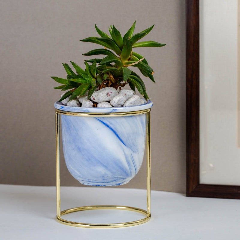 Isaaka Oasis Tabletop Small Planter - Blue - Modern Quests